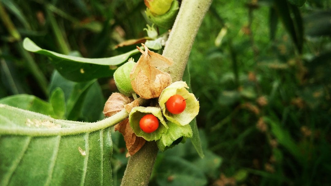 Benefits of Ashwagandha: Is It Right For Me?