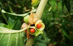 Benefits of Ashwagandha: Is It Right For Me?