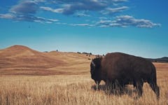 Bison vs Beef – Which Red Meat Reigns Supreme?