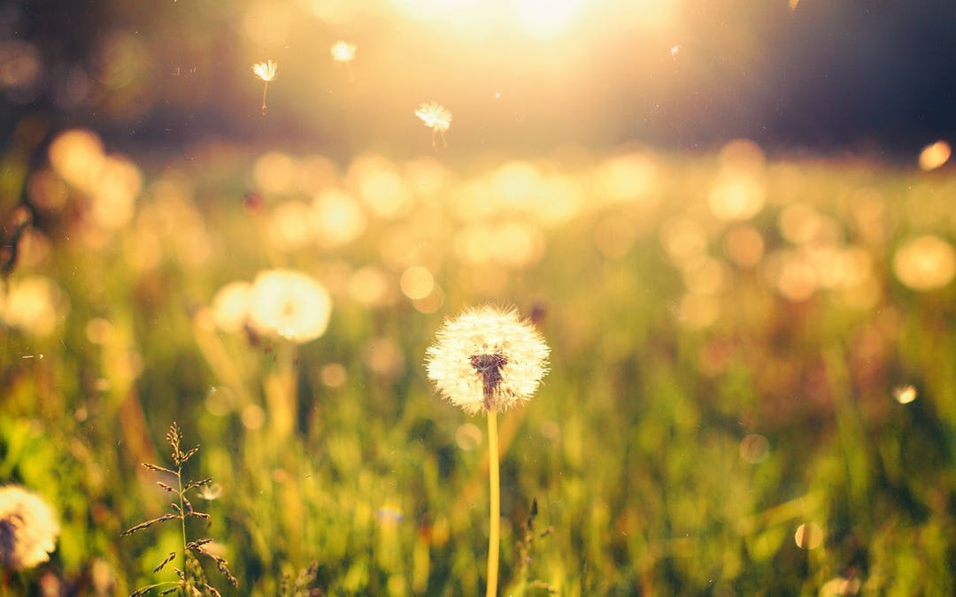 Ingredient Spotlight: Dandelion (Taraxacum officinale)