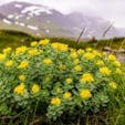 Benefits of Rhodiola Rosea: Is It Right For Me?