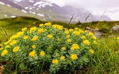 Benefits of Rhodiola Rosea: Is It Right For Me?