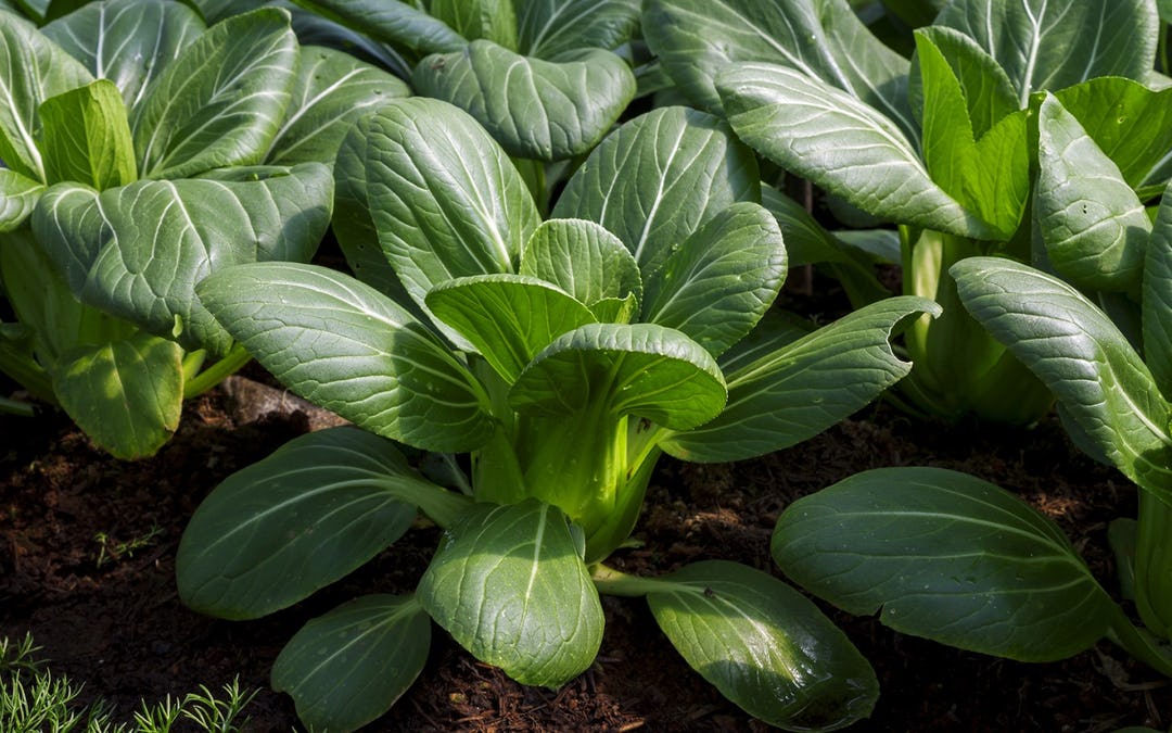 Vegetable of the Day: Bok Choy